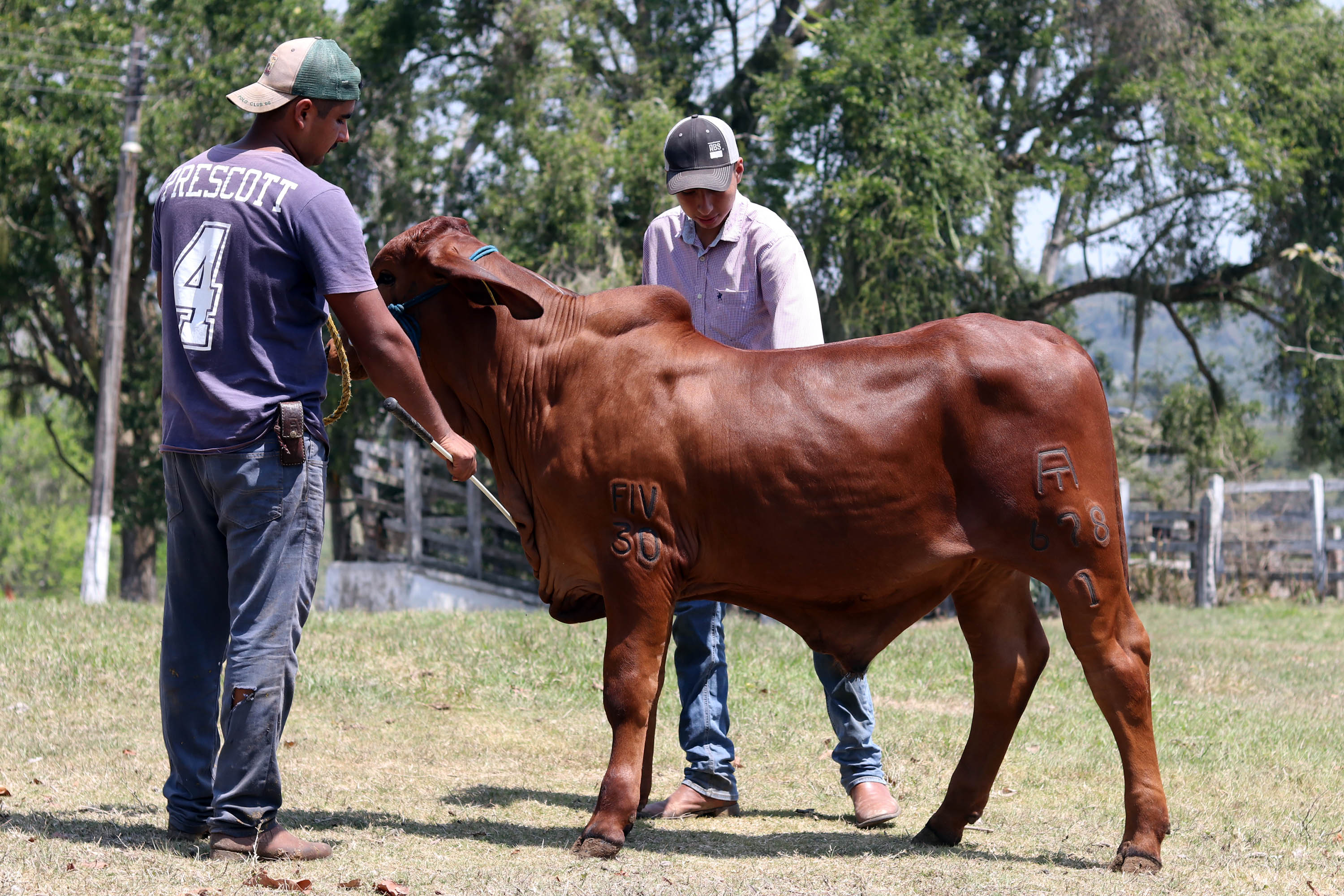 SDR niega brotes confirmados de rabia paralítica bovina en la Sierra Norte