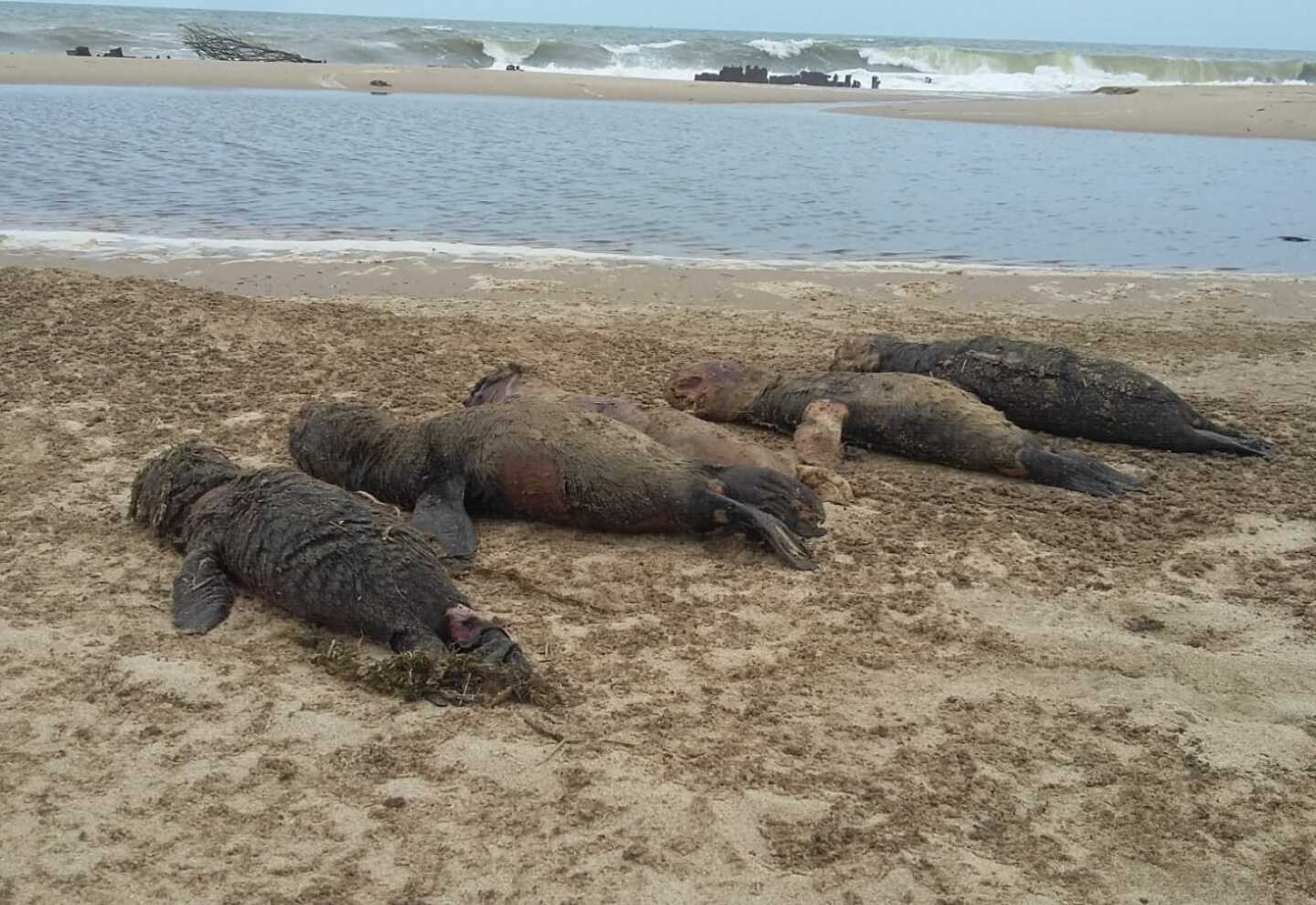 Ante brote de gripe aviar, entierran 180 cadáveres de lobos marinos en Uruguay