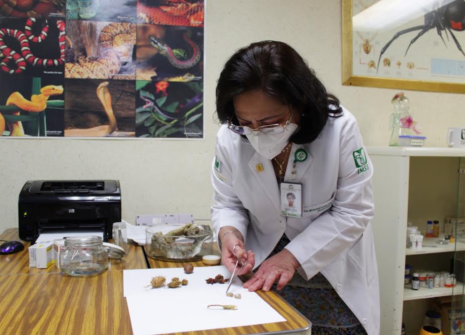 Crea Modelo de Atención para el Paciente con Mordedura de Araña Violinista