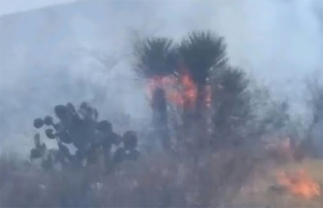  Incendios arrasan con 39 hectáreas de la Reserva de la Biosfera en Tehuacán