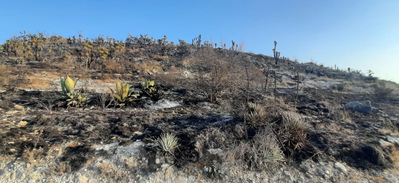 Incendio consume flora y fauna de la Reserva Cuicatlán-Tehuacán 