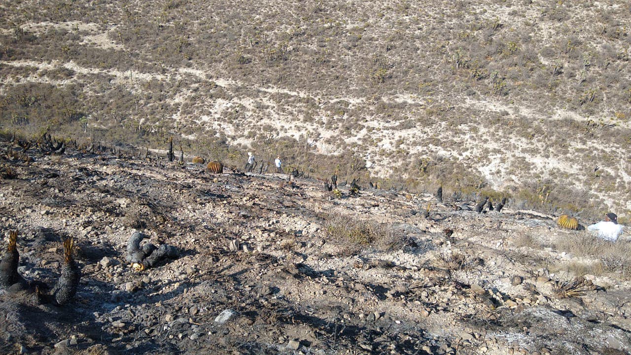 Incendio forestal consume más de cinco hectáreas en Tlacotepec de Benito Juárez