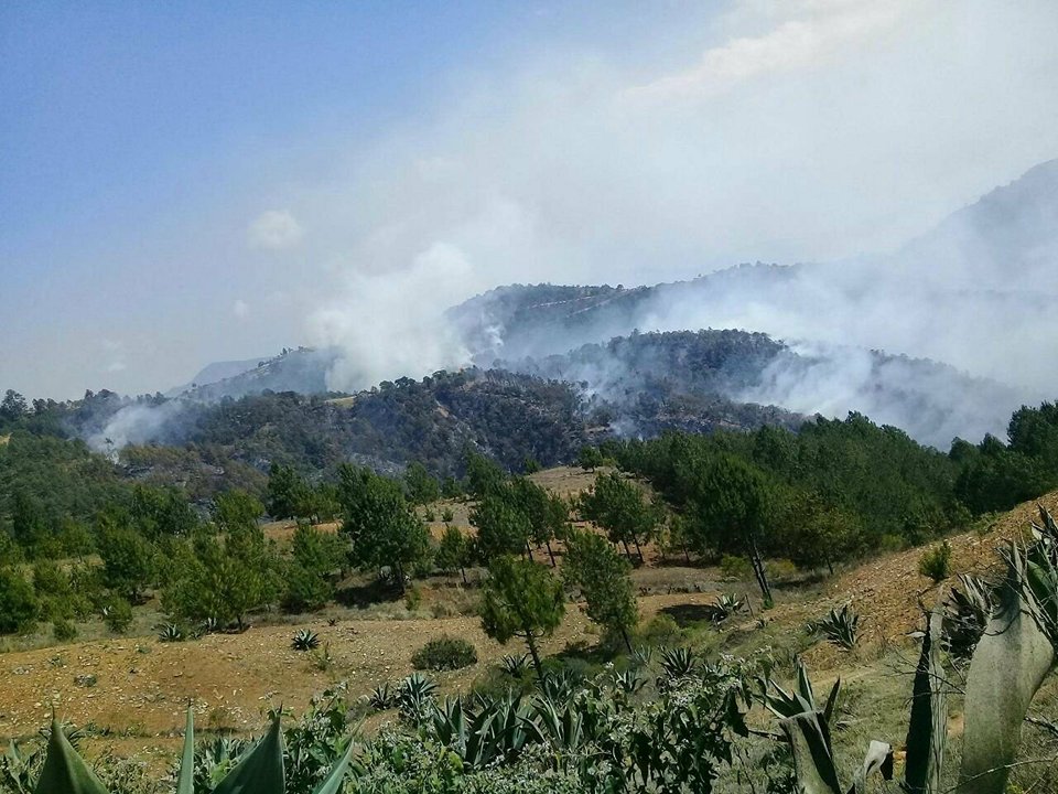 Consume incendio forestal 80 hectáreas de bosque en la Sierra Negra