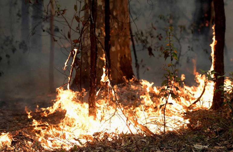  Australia pierde casi el 50% de sus koalas por incendios