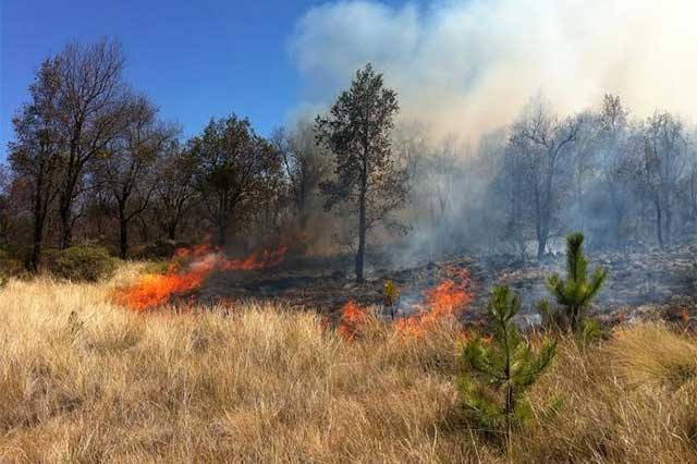 Incendio consume 20 hectáreas de bosque en Chila de las Flores
