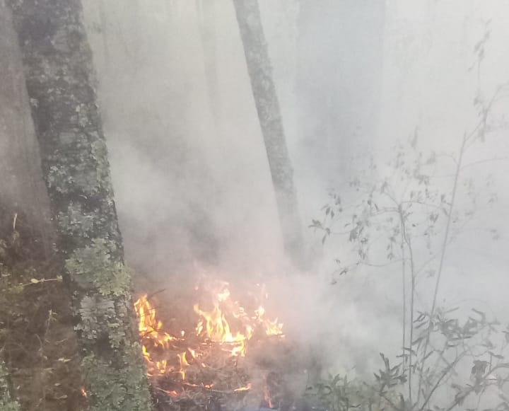 Incendios dañan más de 10 hectáreas de bosque en Tlahuapan