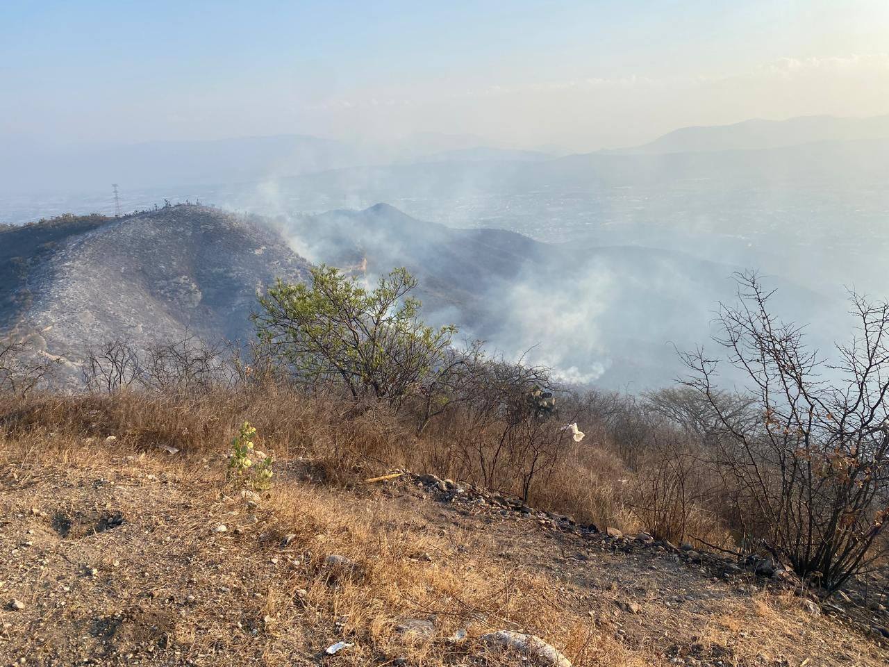 Incendio daña 20 hectáreas de vegetación en Cerro Colorado