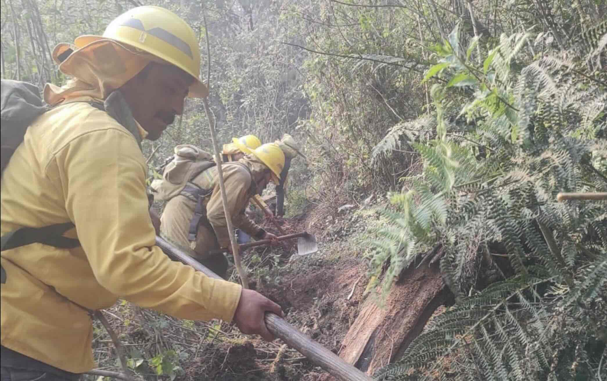 Incendio de Chilchotla, bajo control: Medio Ambiente