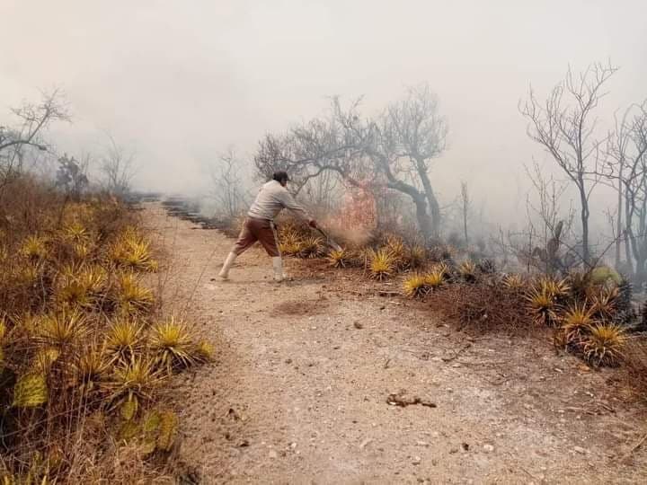 Incendio en Coapan consume 20 ha de plantas endémicas