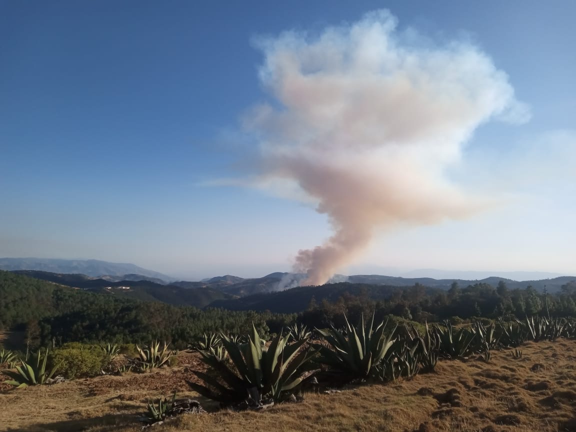 Incendio forestal consume hectáreas de bosque en Vicente Guerrero