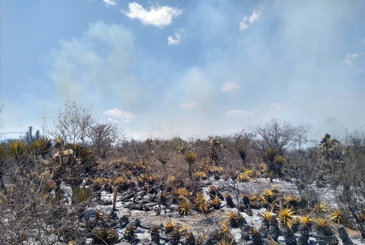 Incendio consume casi 10 hectáreas de plantas endémicas en Tehuacán 