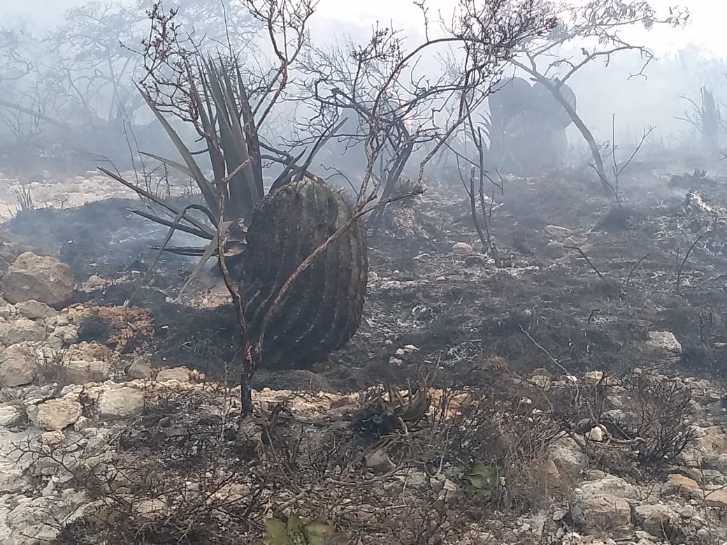 Siete incendios forestales han arrasado mil hectáreas de la Reserva Tehuacán-Cuicatlán