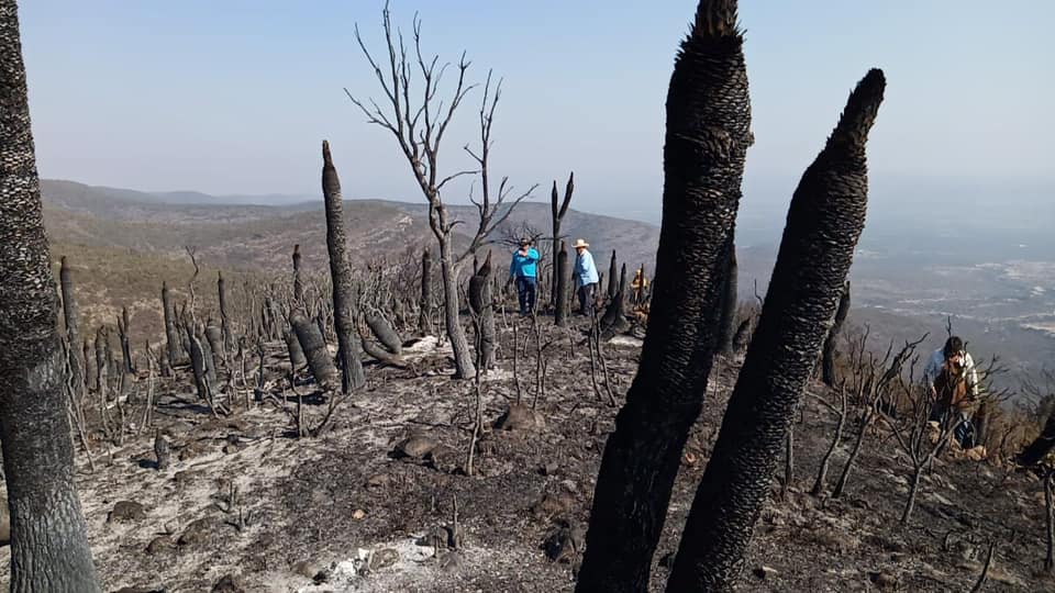 Incendio forestal en Tlacotepec y Juan N. Méndez, casi liquidado en su totalidad