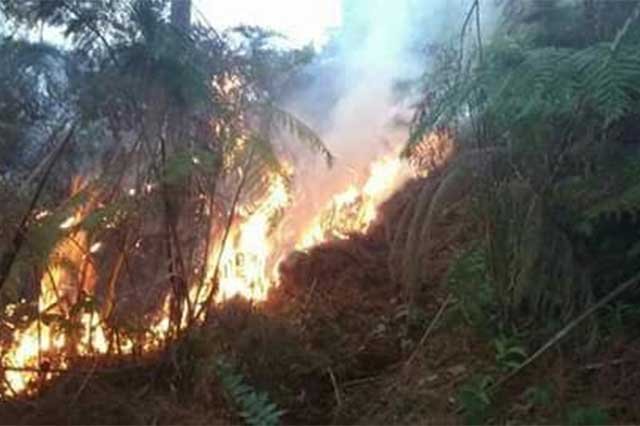 Incendio daña área forestal en territorio de Tlatlauquitepec
