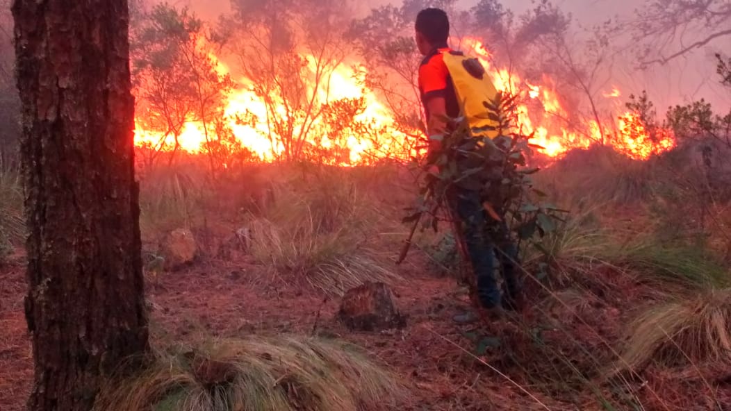 Fuego consume 160 hectáreas de pastizales y bosque en Chignautla