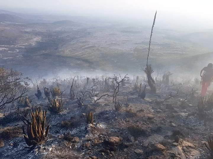 Sancionarán a responsables de incendios en la Reserva de la Biosfera