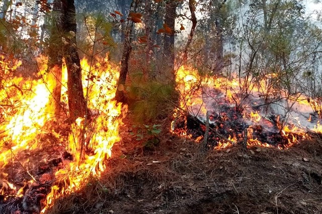 Puebla acumula más de 300 incendios forestales en lo que va del año 
