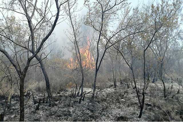 Combate Conafor 5 incendios forestales en Puebla