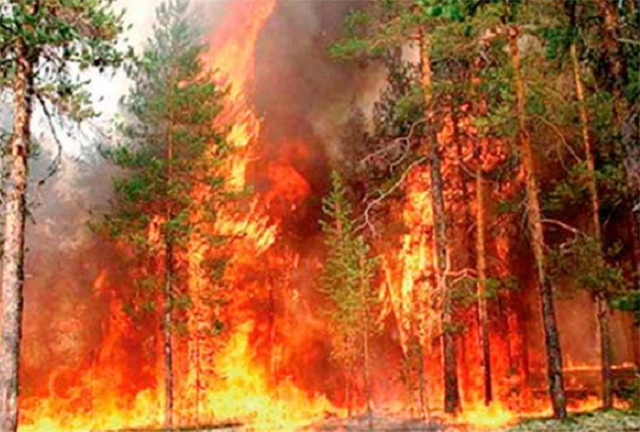 300 incendios forestales arrasan 3 mil 694 ha en 2018