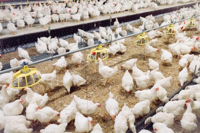 Por virus de gripe aviar sacrificarán a 60 mil aves en Nuevo León