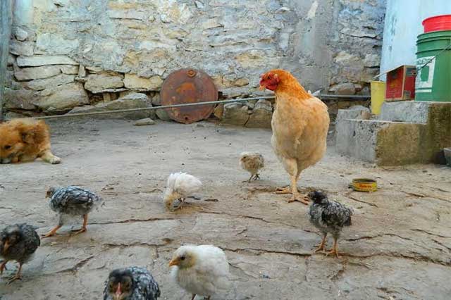 Libres de influenza aviar Tecamachalco y Tepanco de López