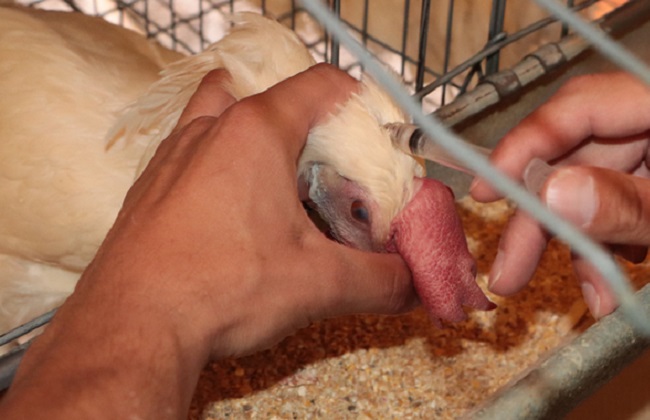 Senasica confirma virus de influenza aviar en cuerpos de agua en Puebla
