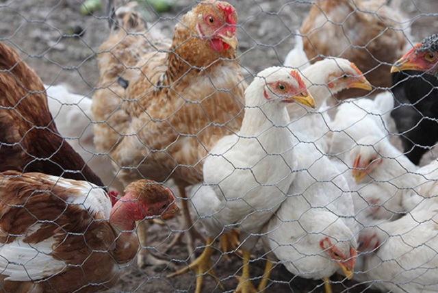 Descarta OPS contagio de influenza aviar en personas en Puebla