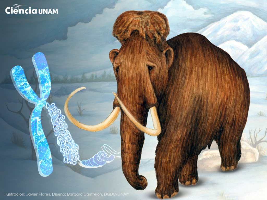 Genoma 3D de un mamut, logro histórico en paleogenómica