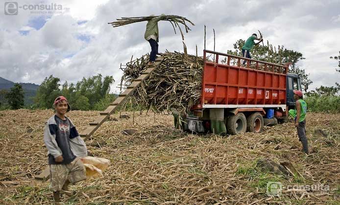 Optan en Calipan por llevar caña a ingenios de Veracruz