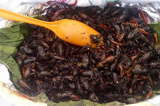 Prevén veda de insectos para platillos típicos en Zapotitlán