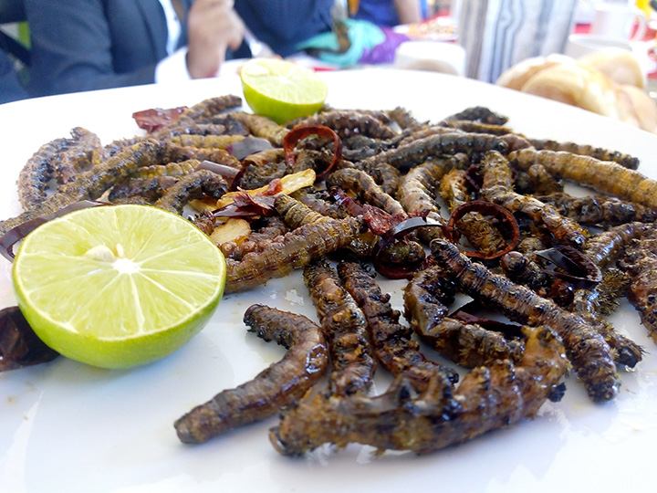 Mantienen veda en recolección de insectos en Zapotitlan Salinas