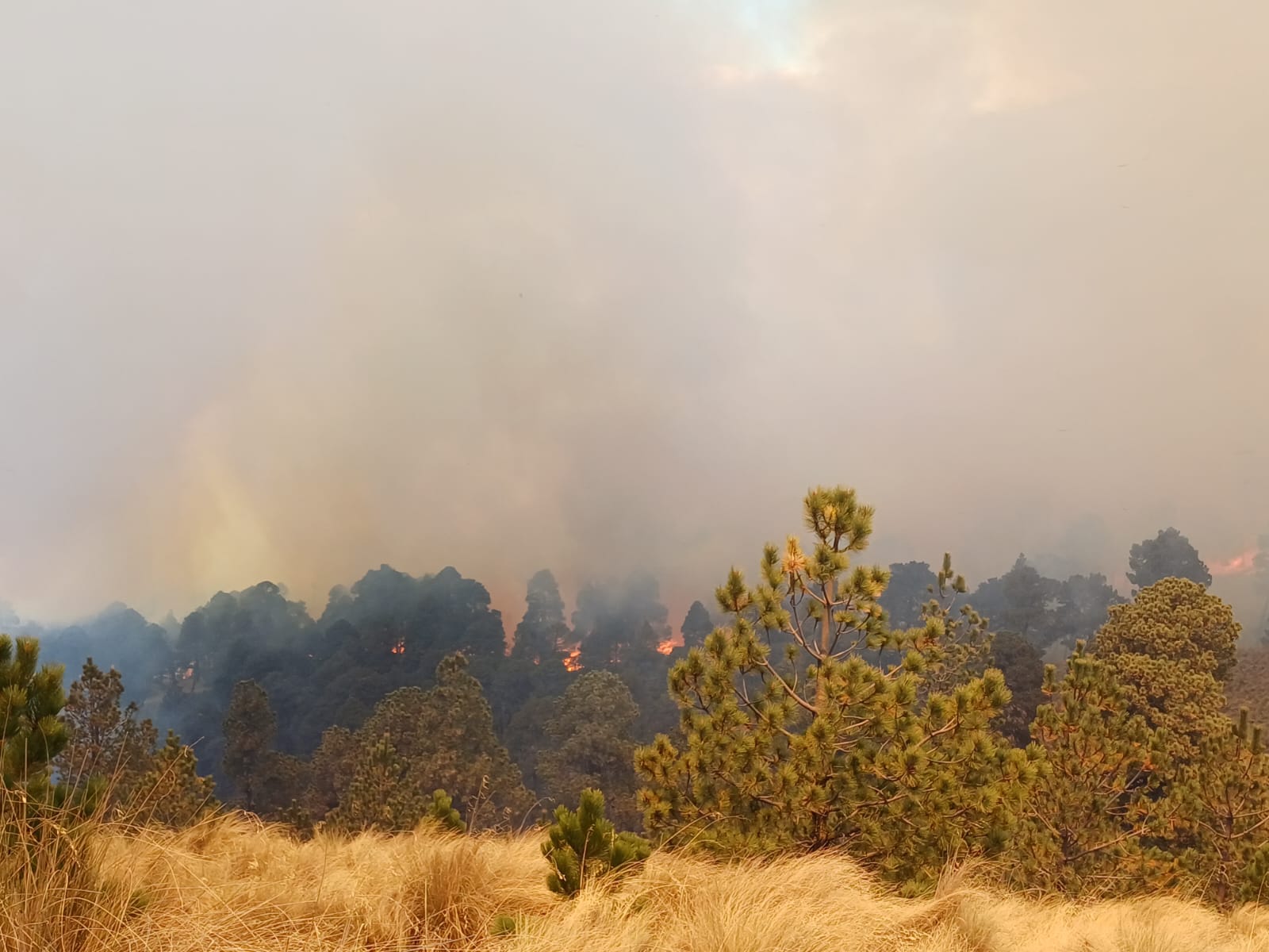 Intencionales, 14 incendios forestales en Puebla; Tlachichuca, el más afectado