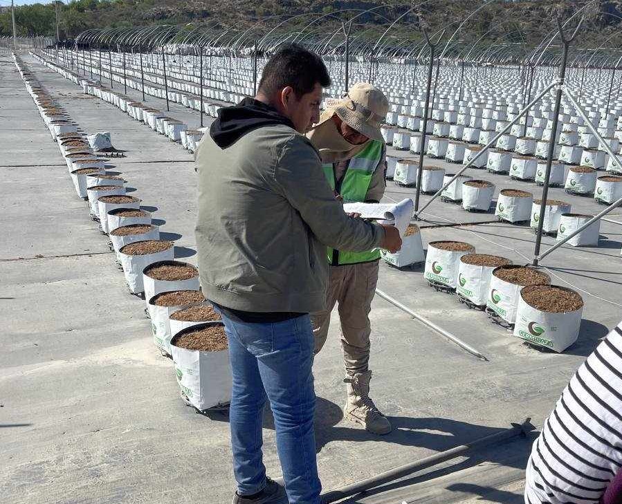 No hay permisos para construir invernaderos en Necoxtla: Desarrollo Urbano