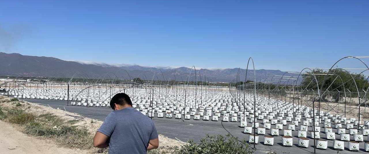 Oposición a instalación de invernaderos es por el daño al medio ambiente y el agua: Mascip