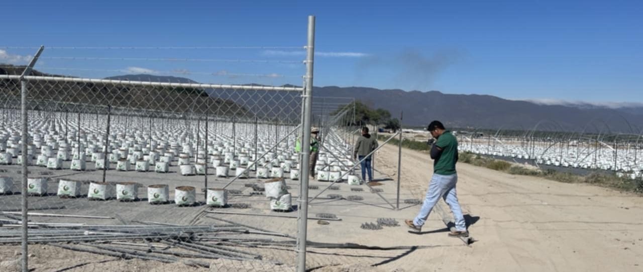 Promueve Colorado Ecoterra amparo ante clausura de invernaderos