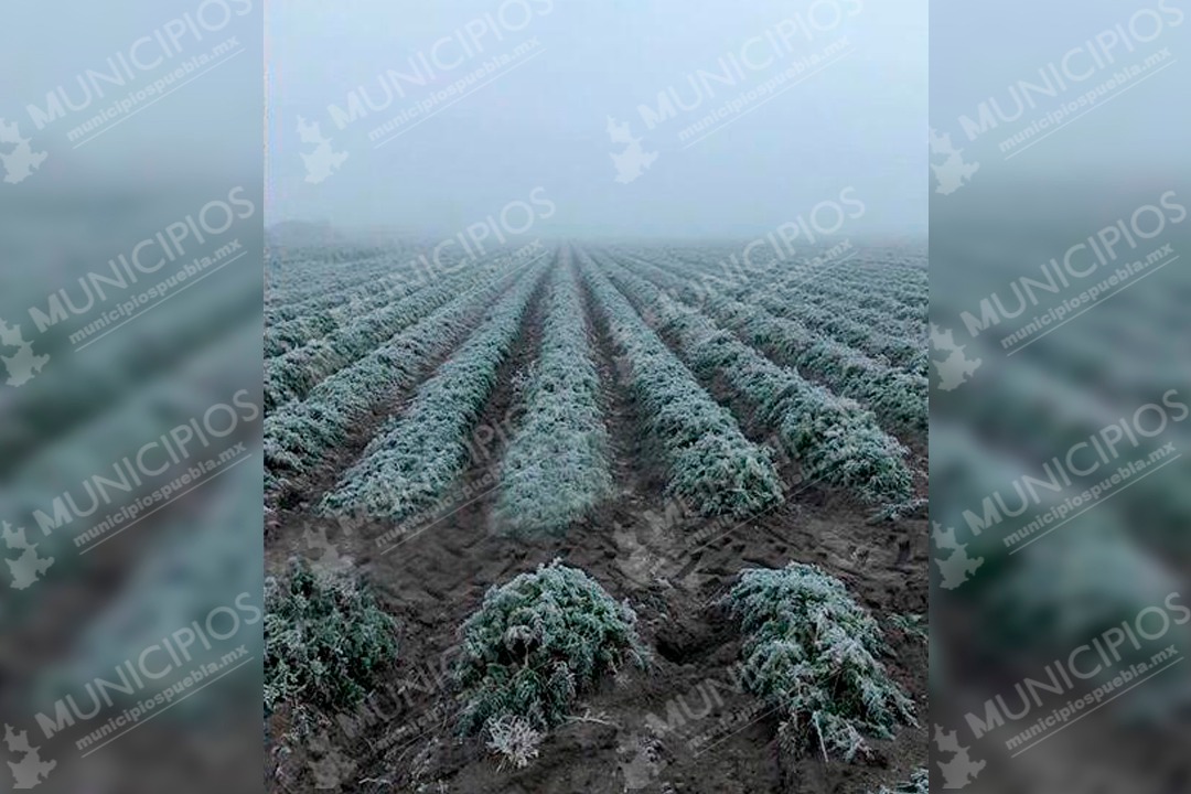 SDR incumplió con pago de 12 mdp a campesinos por heladas