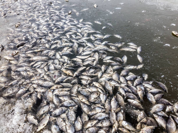 Pobladores reportan la aparición de peces muertos por contaminación en río Mazonte