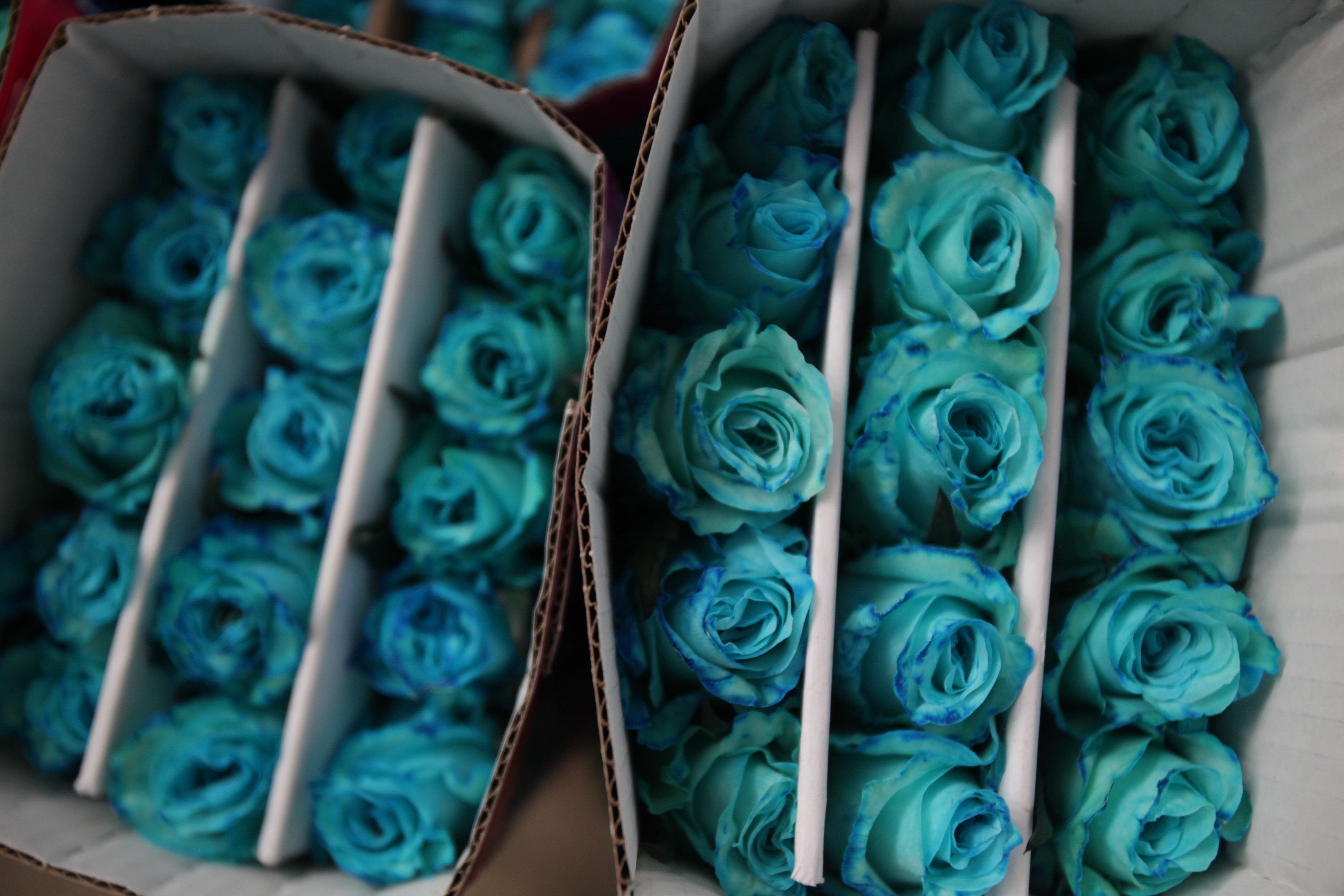 Puebla tercer lugar de producción de rosas para festejos de 14 de febrero: Agricultura