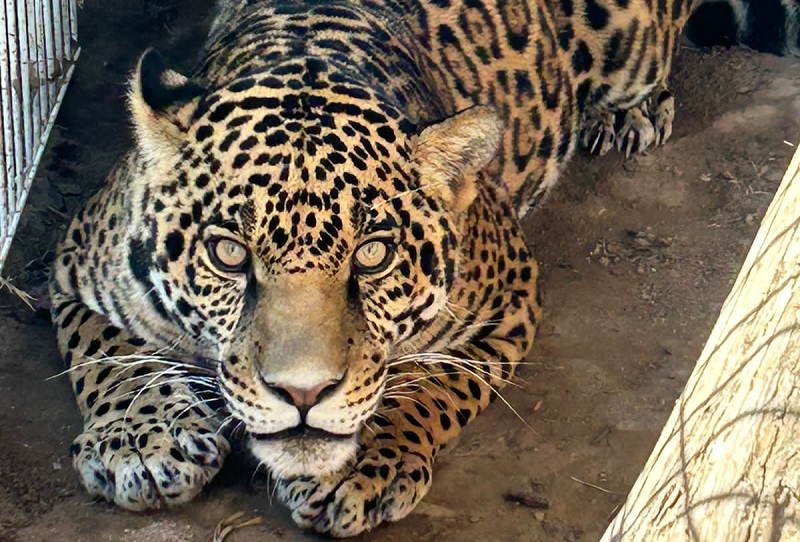 Un jaguar, un tigre, armas largas y droga halla el Ejército en casona