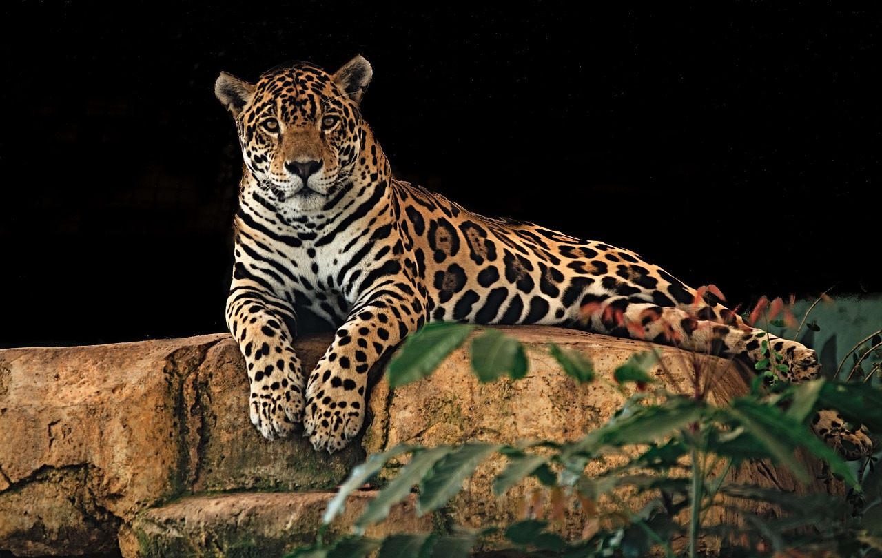 Con Tren Maya en riesgo el 50% de los jaguares