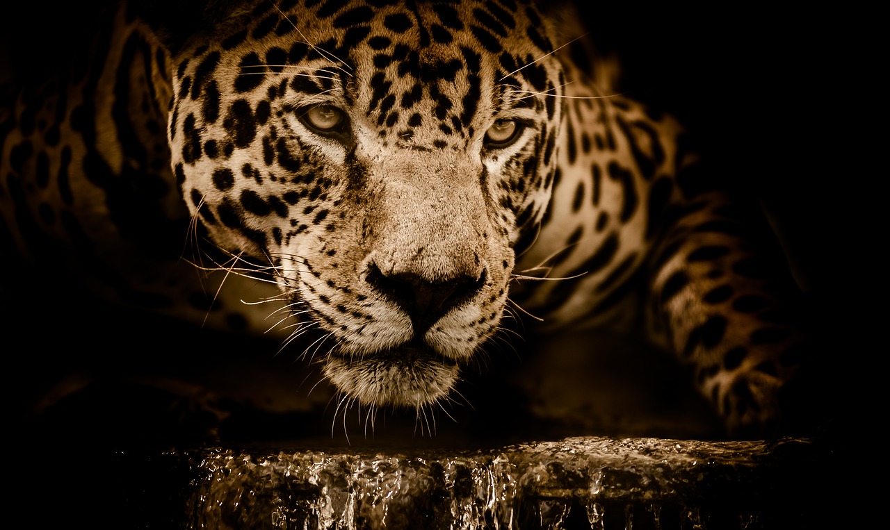 VIDEO Quería una selfie y saltó a donde un jaguar la atacó