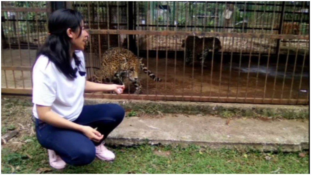 Viaja a zoológico de Veracruz desde Tehuacán y jaguar la ataca