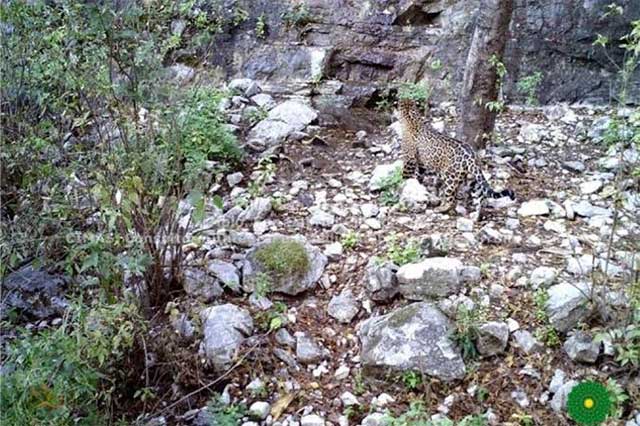 Confirman presencia de felinos en reserva de biosfera de Tehuacán