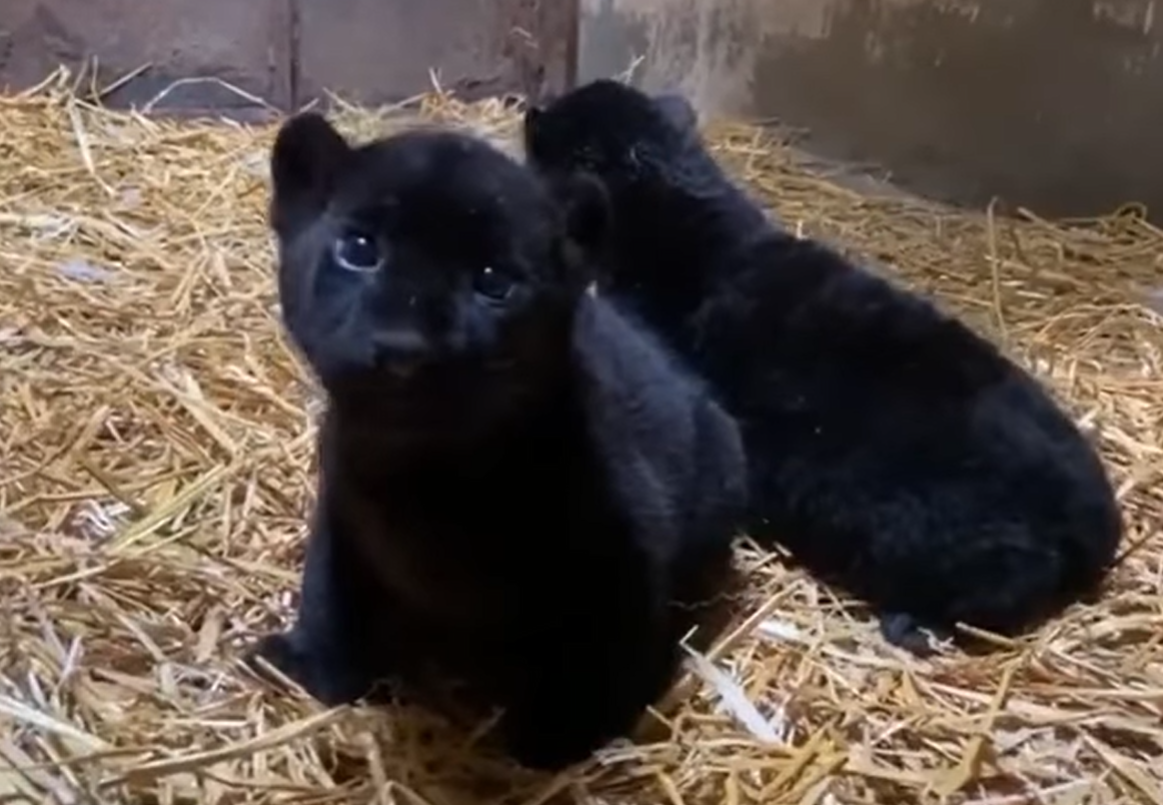VIDEO Nacen dos jaguares melánicos en el Zoológico de Morelia
