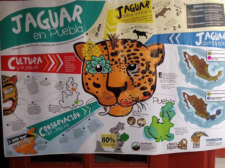 Confirman presencia de jaguares en cuenca del río Necaxa