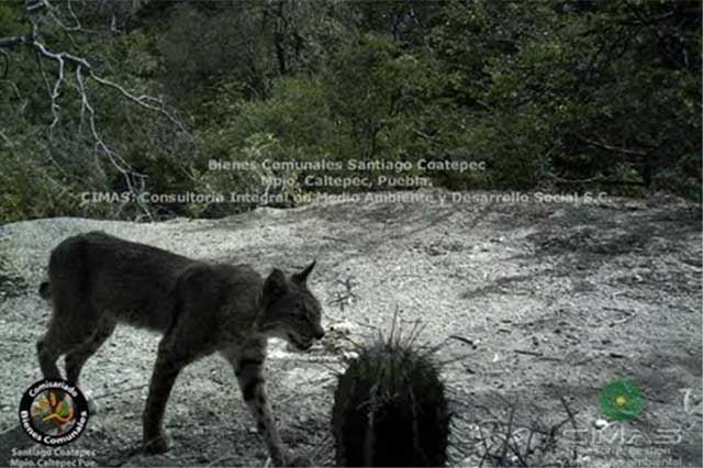 Confirman presencia de felinos en reserva de biosfera de Tehuacán