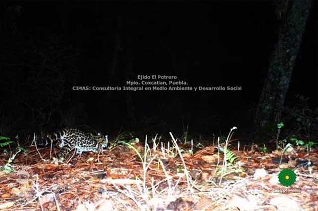 Confirman presencia de felinos en reserva de biosfera de Tehuacán