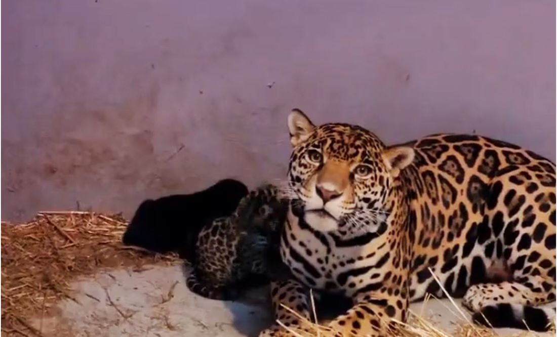 Bienvenidos: nacen tres cachorros de jaguar en Zoológico de Chapultepec