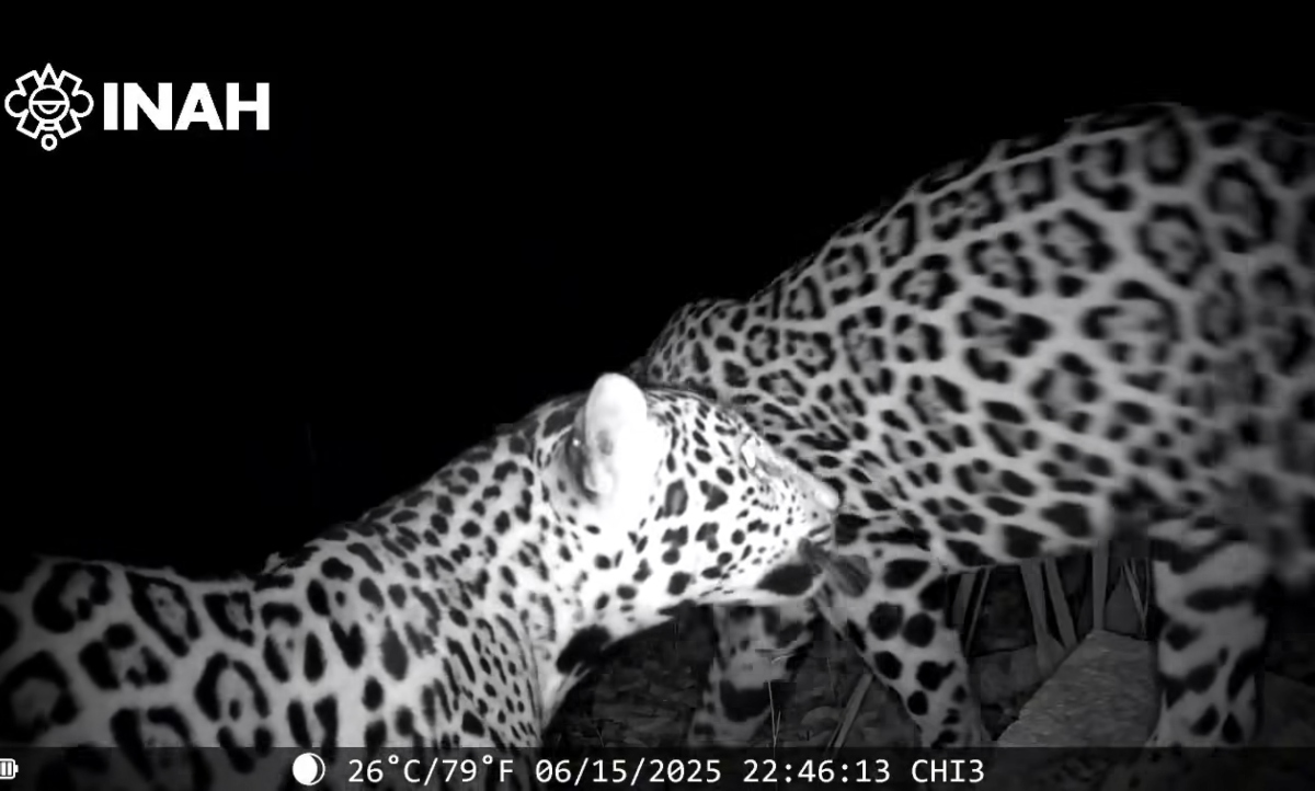 VIDEO Son captados dos jaguares cerca de Chichén Itzá