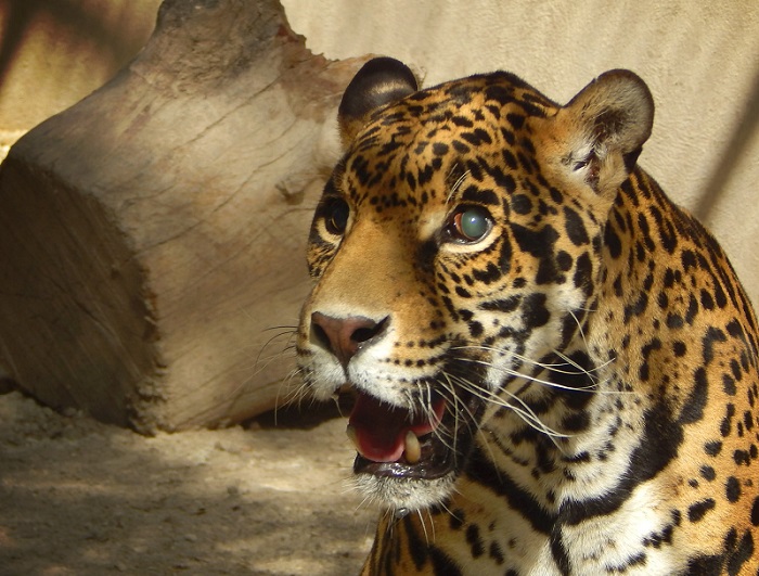 Llegan 3 leones y 3 jaguares más a Africam tras rescate en la CDMX